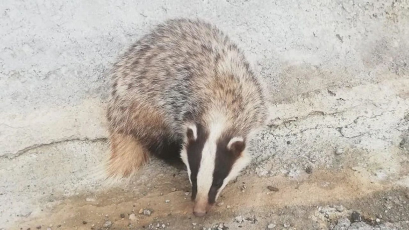 Dünyanın en delikanlı hayvanı Türkiye'de! Hiç kimseye eyvallahı yok - Resim: 2