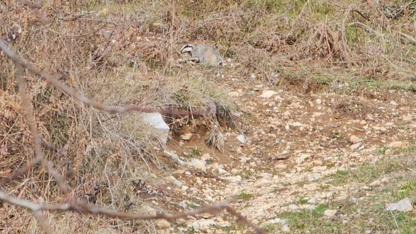 Dünyanın en delikanlı hayvanı Türkiye'de! Hiç kimseye eyvallahı yok - Resim: 3