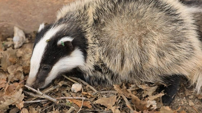 Dünyanın en delikanlı hayvanı Türkiye'de! Hiç kimseye eyvallahı yok - Resim: 4