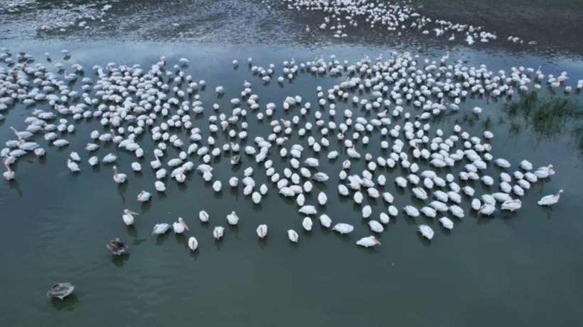 Manyas Gölü, sonbahar göçüne ev sahipliği yapıyor - Resim: 1