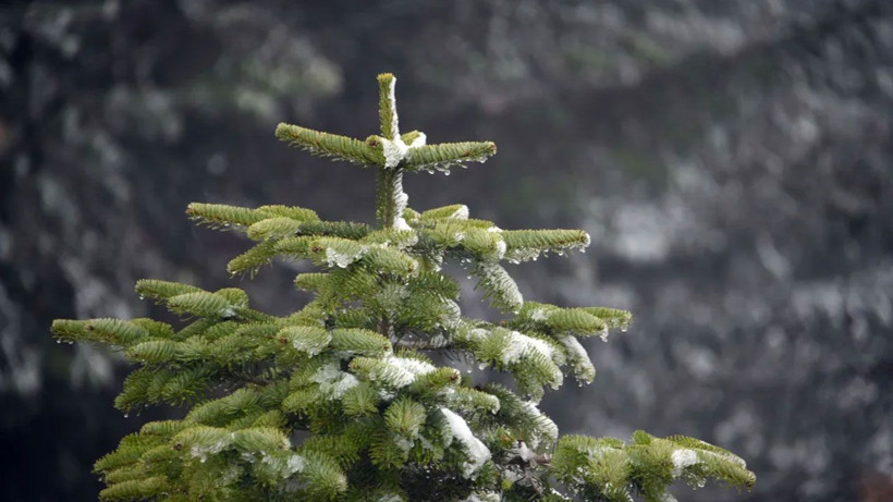 Ilgaz Dağı beyaza büründü, ortaya kartpostallık görüntüler çıktı - Resim: 2
