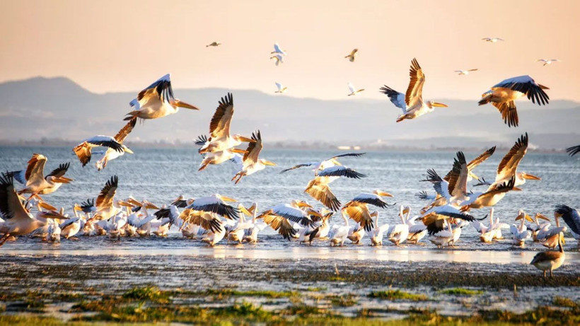 Manyas Gölü, sonbahar göçüne ev sahipliği yapıyor - Resim: 3