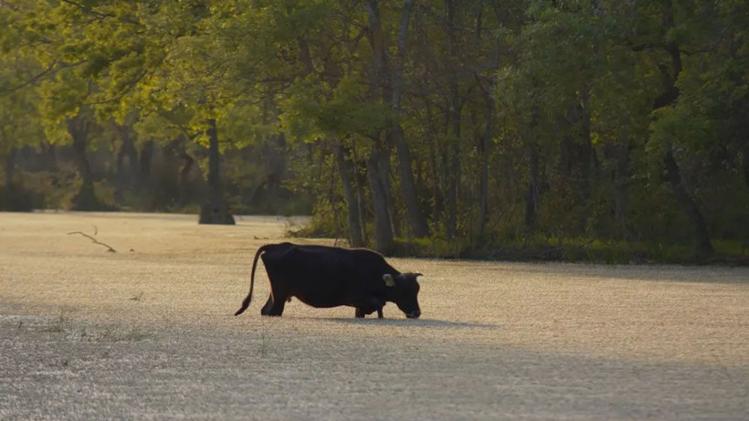 Türkiye’nin 3’üncü büyük longozu da kurudu - Resim: 2