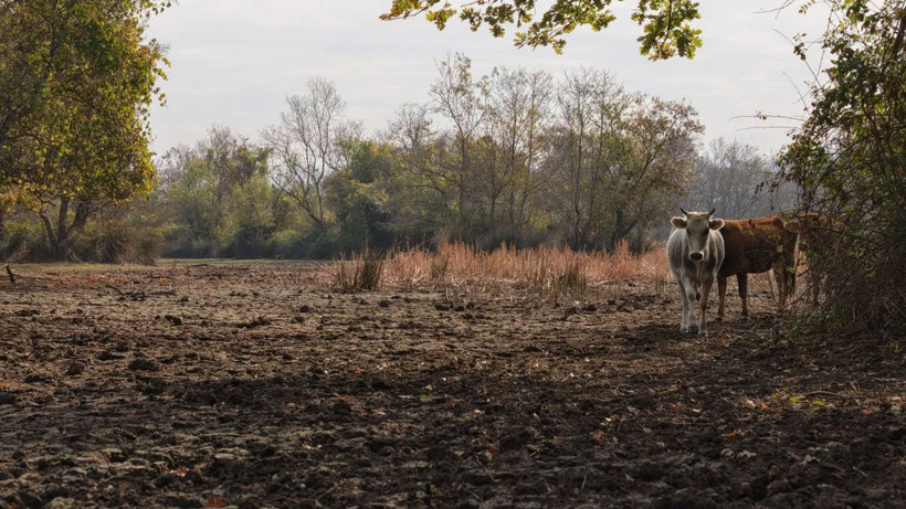 Türkiye’nin 3’üncü büyük longozu da kurudu - Resim: 3
