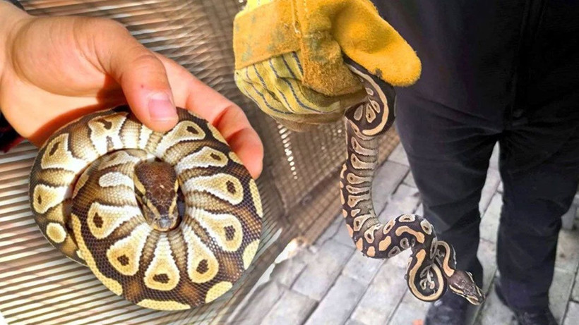 Asayiş uygulamasında ilginç olay! Cebinden piton çıktı! - Resim: 1