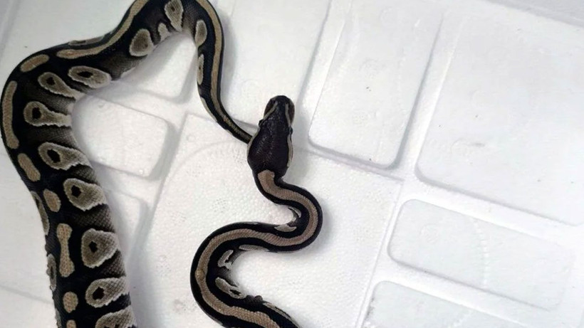 Asayiş uygulamasında ilginç olay! Cebinden piton çıktı! - Resim: 3