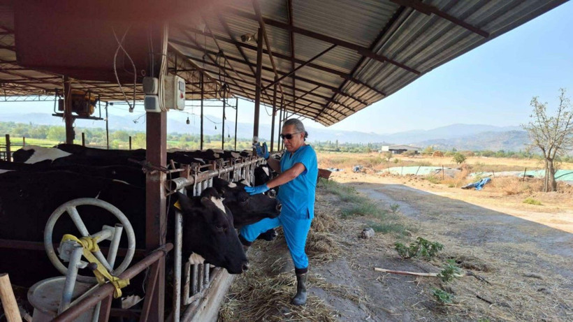 Aydında 9 mahallede ‘şap’ karantinası - Resim: 1