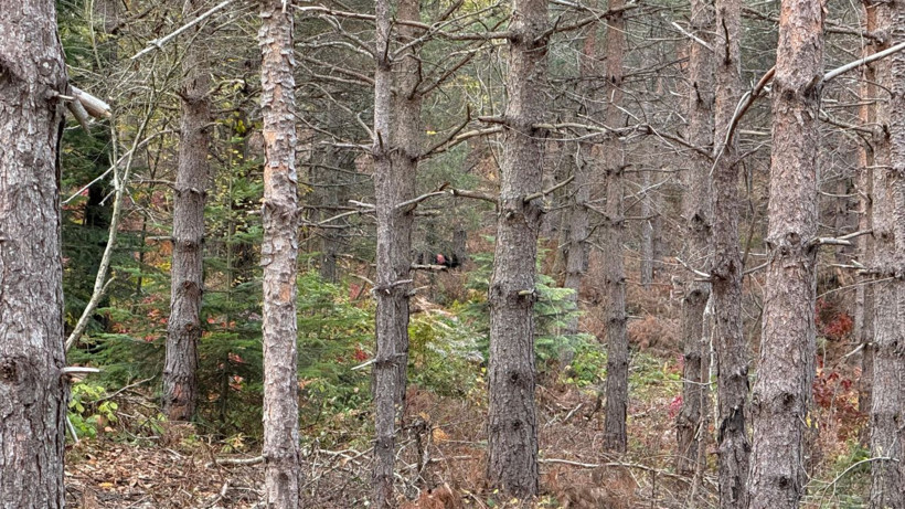 Anne ve oğlu günlerdir kayıp! Tüm kurumlar seferber oldu - Resim: 3