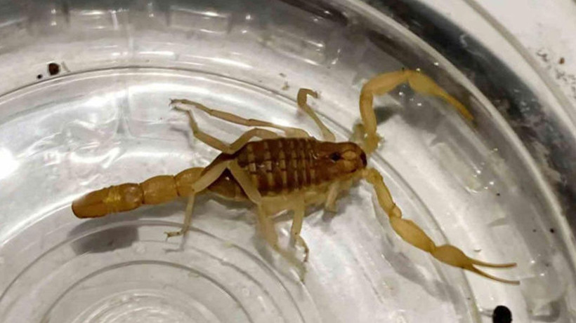 Litresi 10 milyon dolardan satılıyor! Kavanozu açan polisler şoka uğradı - Resim: 1