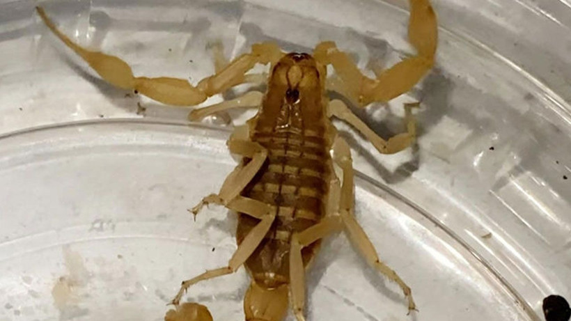 Litresi 10 milyon dolardan satılıyor! Kavanozu açan polisler şoka uğradı - Resim: 2