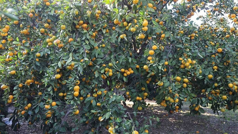 Tarlada 2, markette 30 TL! - Resim: 3