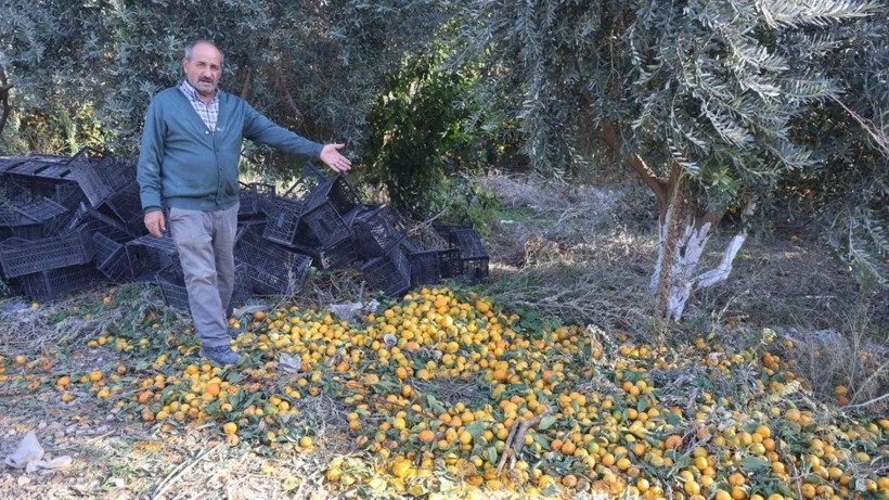 Tarlada 2, markette 30 TL! - Resim: 2