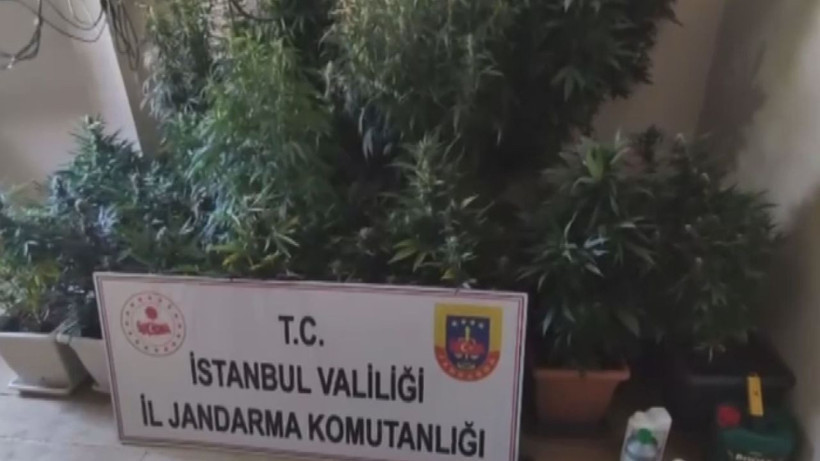 Arnavutköy'de 580 gündür aranan şüpheli evinde uyuşturucu madde yetiştirirken yakalandı - Resim: 2