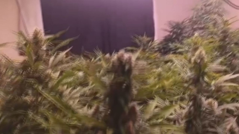 Arnavutköy'de 580 gündür aranan şüpheli evinde uyuşturucu madde yetiştirirken yakalandı - Resim: 4