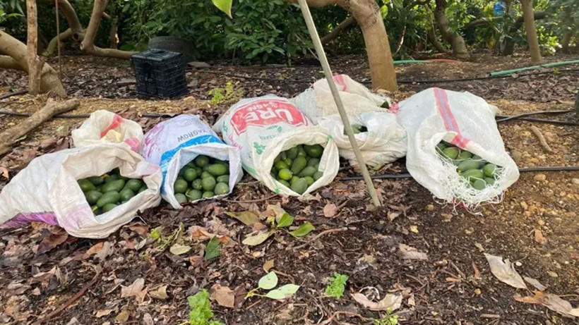 500 bin liralık avokado hırsızlığı! Jandarmayı görünce kaçtılar - Resim: 2