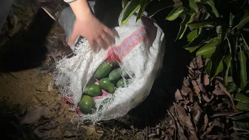 500 bin liralık avokado hırsızlığı! Jandarmayı görünce kaçtılar - Resim: 4