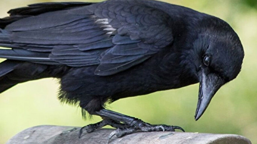 Bahçenizda karga bulunuyorsa aman dikkat! Yetkililer açık açık uyardı - Resim: 1