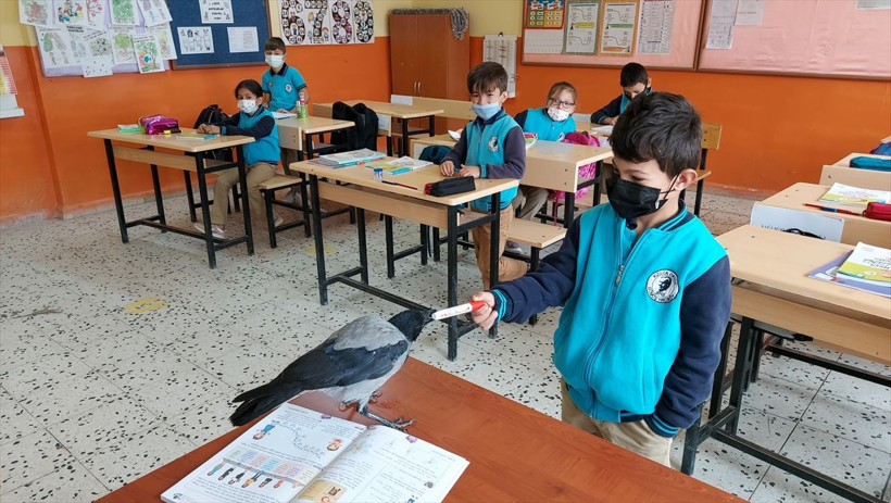 Karga "Duman" kendisini iyileştiren çocuğun peşinden ayrılmıyor - Resim: 1