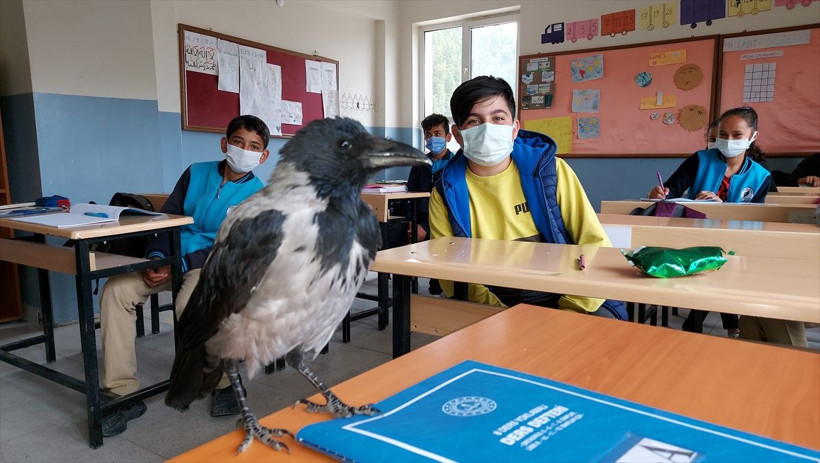 Karga "Duman" kendisini iyileştiren çocuğun peşinden ayrılmıyor - Resim: 3