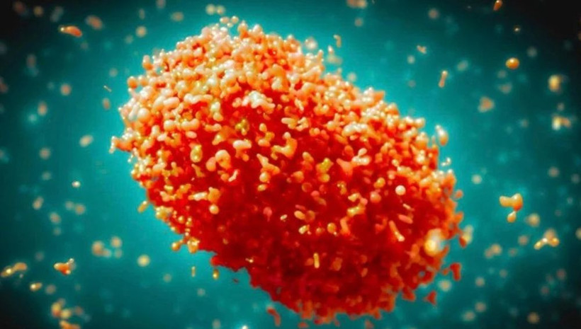 6 soruda maymun çiçeği virüsü hakkında merak edilenler: Belirtileri nedir? Evcil hayvana bulaşır mı? - Resim: 4