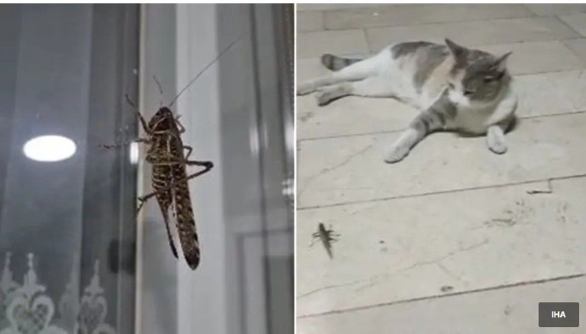 İstanbul'u saran dev çekirgelerin sırrı çözüldü: "İstilacı mı, zararsız mı?" - Fotoğraf: 2
