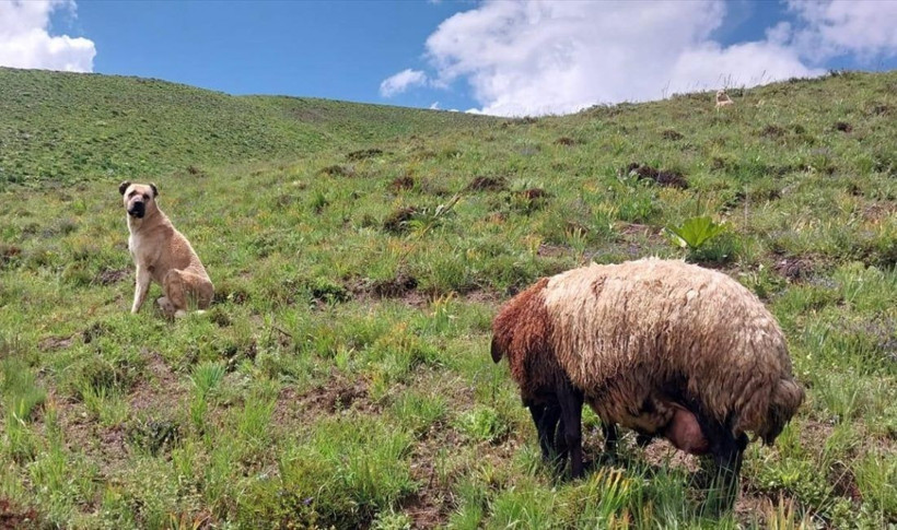 2 gündür kayıp olan Kangal köpeği, yaylada doğum yapan koyunla yavrusunu korurken bulundu - Resim: 3