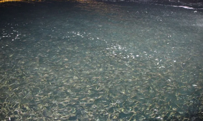 Ava çıkan balıkçılar ağları dolu döndü! Yeni sezonun ilk balık mezadı yapıldı - Resim: 3