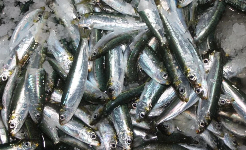 Ava çıkan balıkçılar ağları dolu döndü! Yeni sezonun ilk balık mezadı yapıldı - Resim: 2