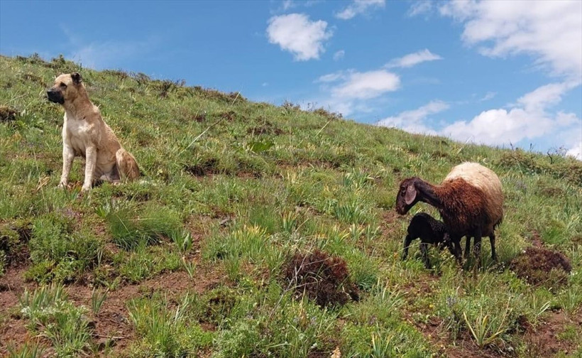 2 gündür kayıp olan Kangal köpeği, yaylada doğum yapan koyunla yavrusunu korurken bulundu - Resim: 1