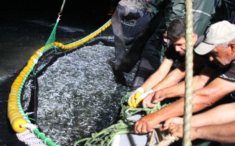 Ava çıkan balıkçılar ağları dolu döndü! Yeni sezonun ilk balık mezadı yapıldı - Resim: 1