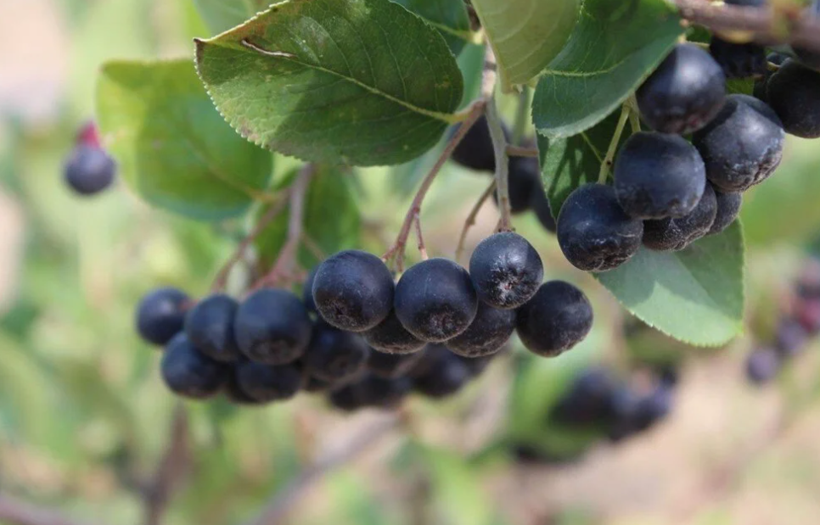 “Süper meyve” aronyanın hasadı yapıldı! Türkiye'de de tıbbi bitki sınıfında - Resim: 1