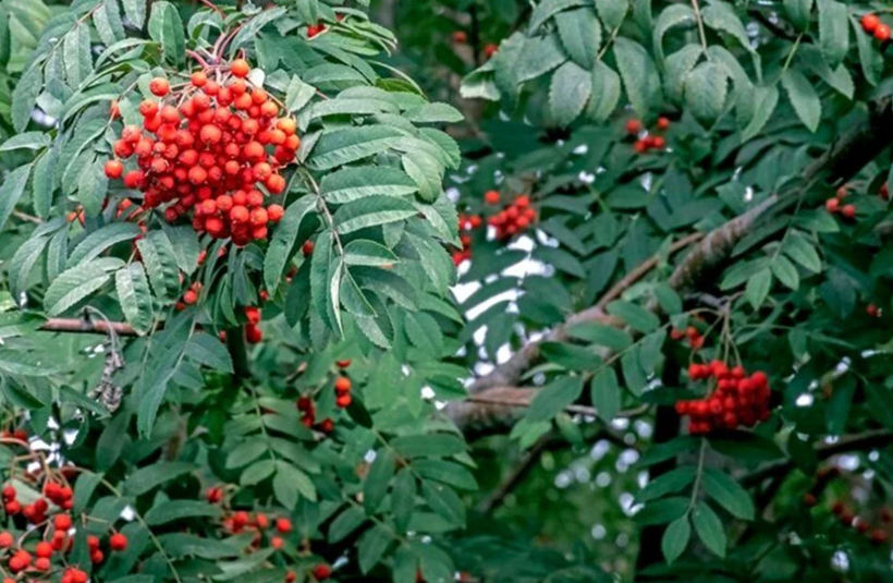 Türkiye'de kendiliğinden yetişiyor! Bedava antikor üreten meyve - Resim: 2