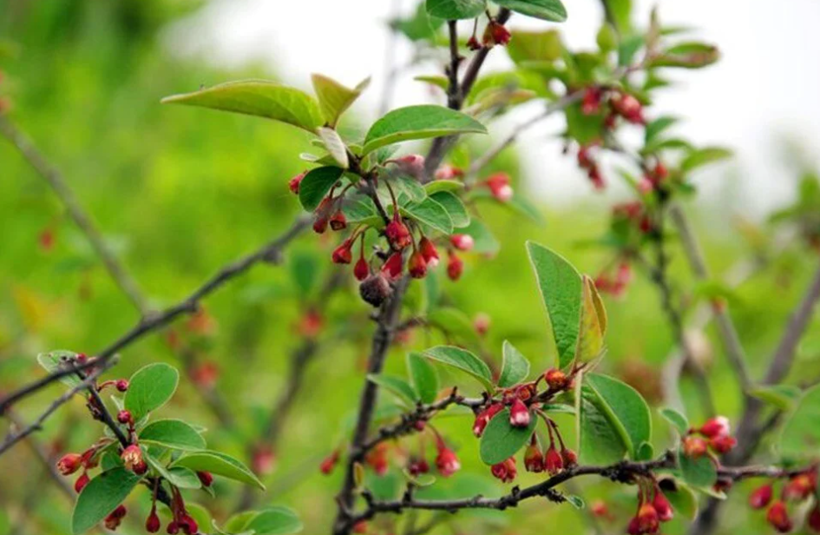 Türkiye'de kendiliğinden yetişiyor! Bedava antikor üreten meyve - Resim: 3