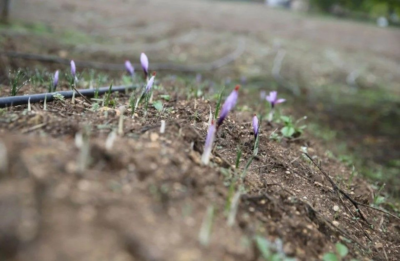 1 kilosu 450 bin lira: "Mucize bitki" çiçek açtı - Resim: 3