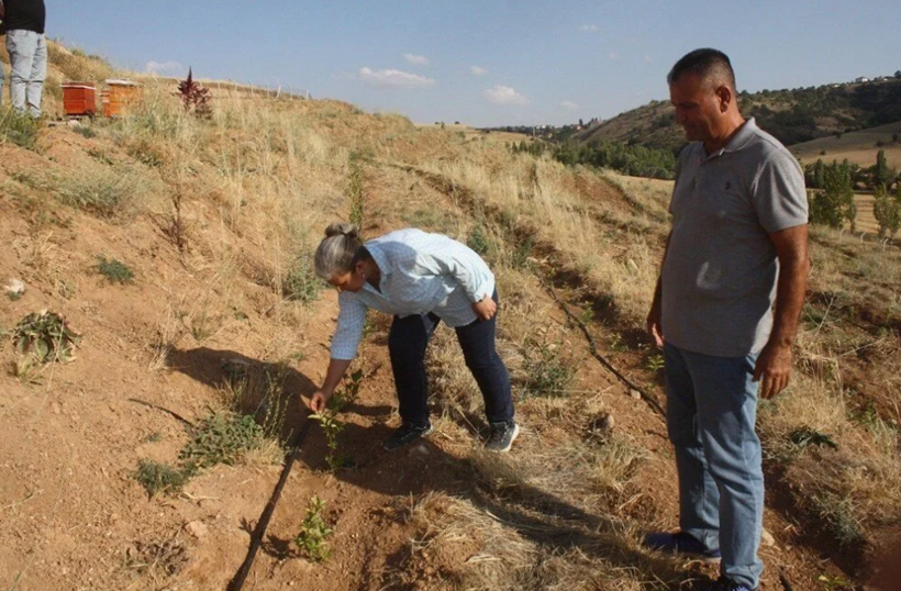 “Süper meyve” aronyanın hasadı yapıldı! Türkiye'de de tıbbi bitki sınıfında - Resim: 2