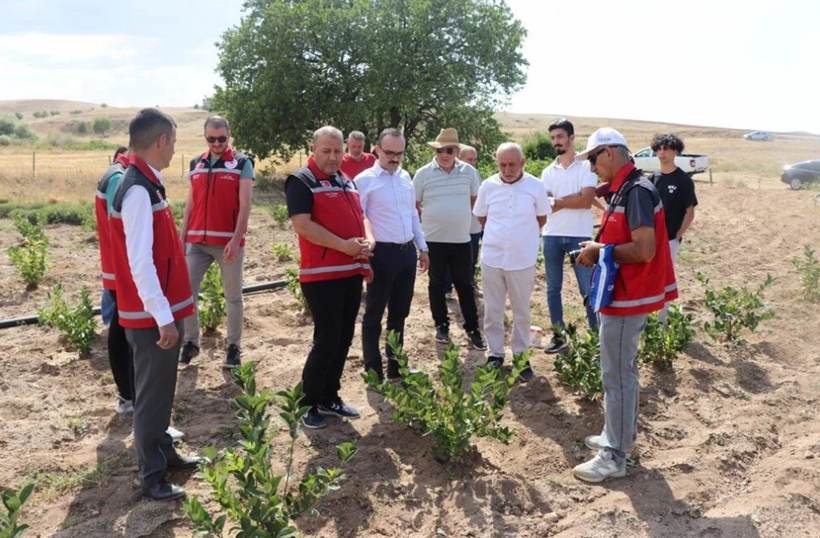 “Süper meyve” aronyanın hasadı yapıldı! Türkiye'de de tıbbi bitki sınıfında - Resim: 4