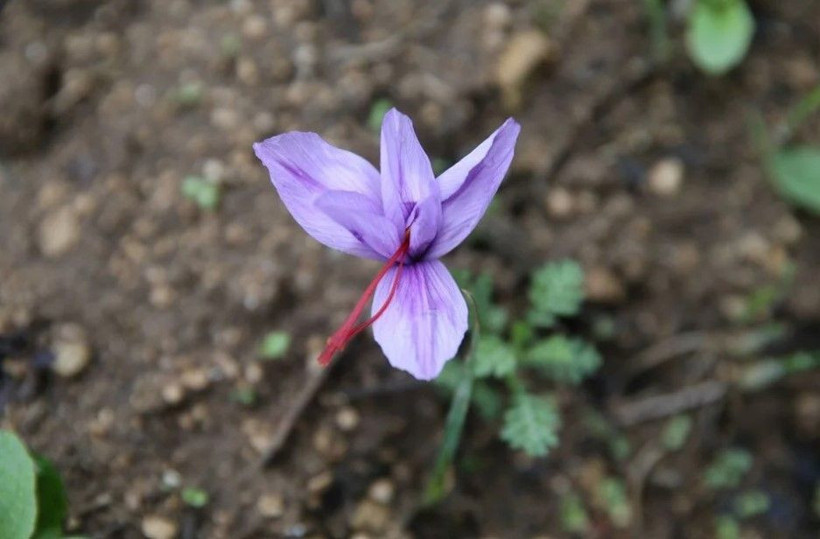 1 kilosu 450 bin lira: "Mucize bitki" çiçek açtı - Resim: 2