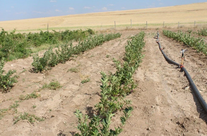 “Süper meyve” aronyanın hasadı yapıldı! Türkiye'de de tıbbi bitki sınıfında - Resim: 3