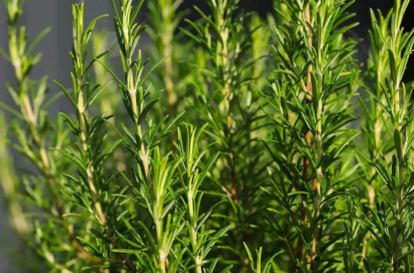 Yol kenarında bile yetişiyor: Doğal ağrı kesici! Ne iltihap kalır ne ödem! - Resim: 3