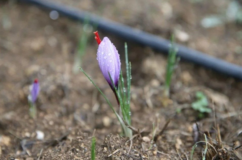 1 kilosu 450 bin lira: "Mucize bitki" çiçek açtı - Resim: 1