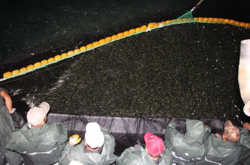 Ava çıkan balıkçılar ağları dolu döndü! Yeni sezonun ilk balık mezadı yapıldı - Resim: 4