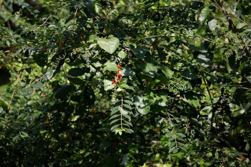 Türkiye'de kendiliğinden yetişiyor! Bedava antikor üreten meyve - Resim: 1