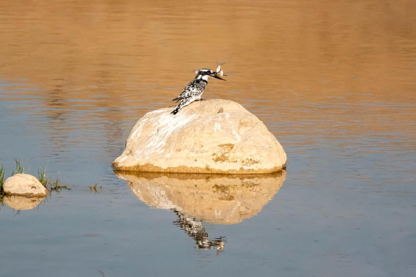 Adıyaman’da Alaca Yalıçapkını ilk kez görüntülendi - Resim: 2