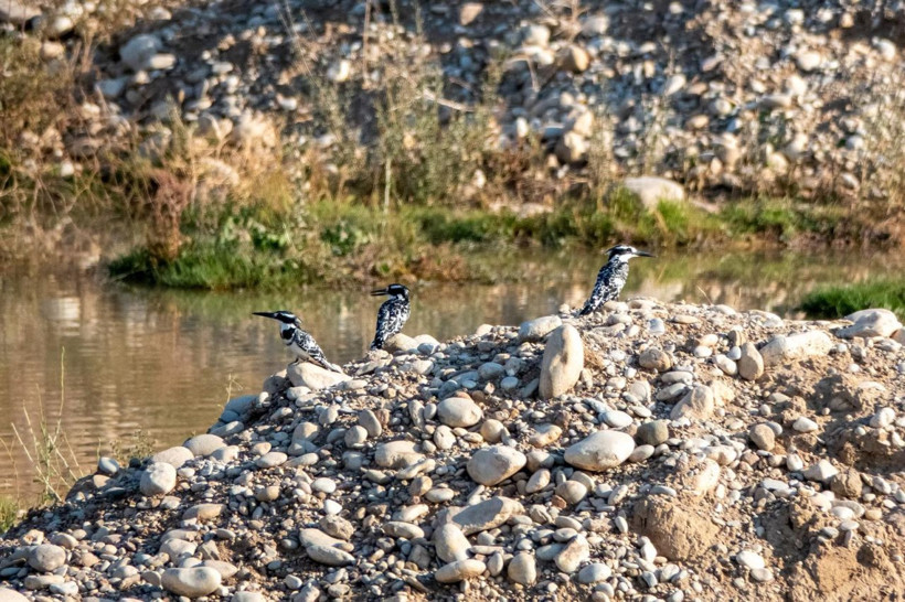 Adıyaman’da Alaca Yalıçapkını ilk kez görüntülendi - Resim: 1