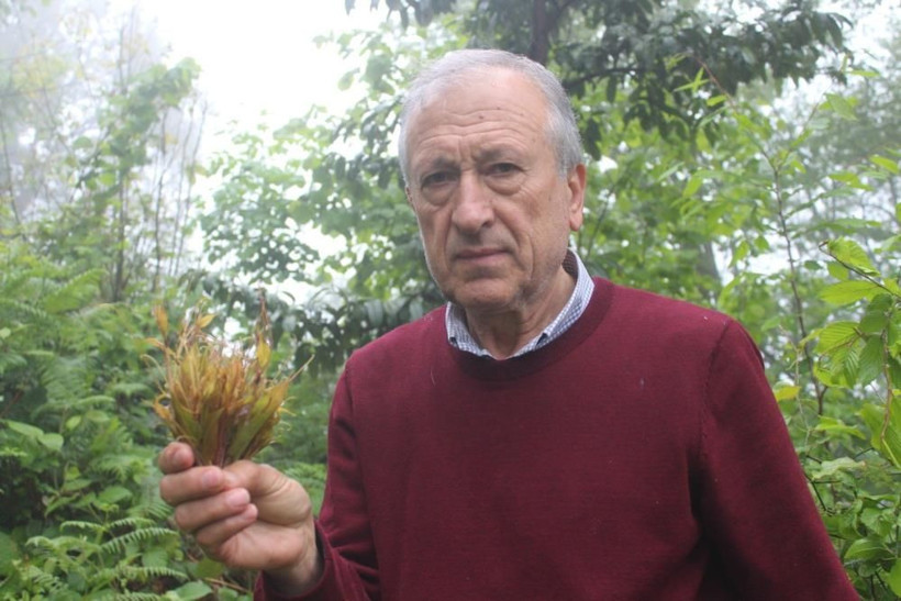 Halk arasında diken ucu olarak bilinen 'Melocan' tezgahlarda yerini aldı - Resim: 2