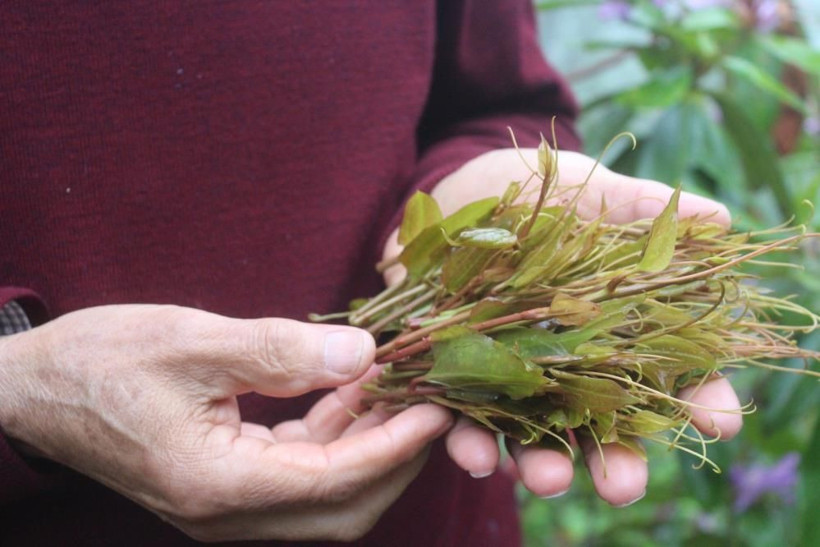 Halk arasında diken ucu olarak bilinen 'Melocan' tezgahlarda yerini aldı - Resim: 3
