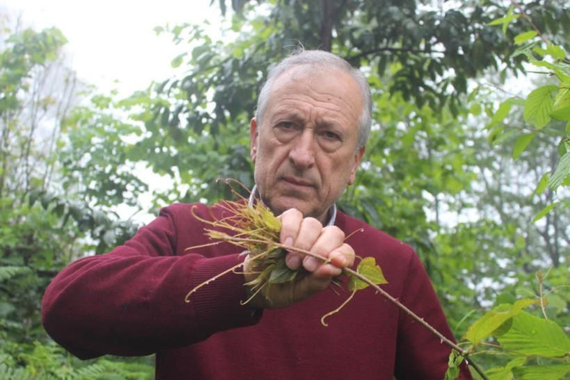 Halk arasında diken ucu olarak bilinen 'Melocan' tezgahlarda yerini aldı - Resim: 4