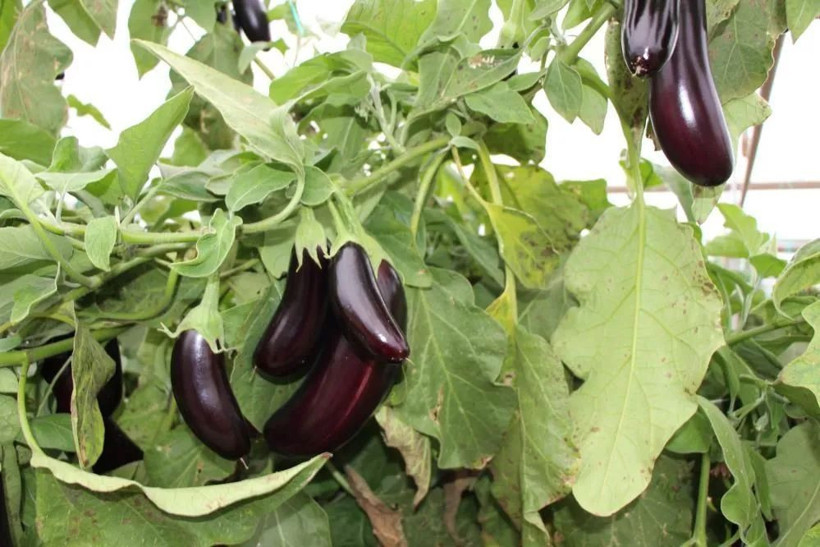 Yazın satmadı, kışın 3 kattan fazla fiyata pazarlıyor - Resim: 4