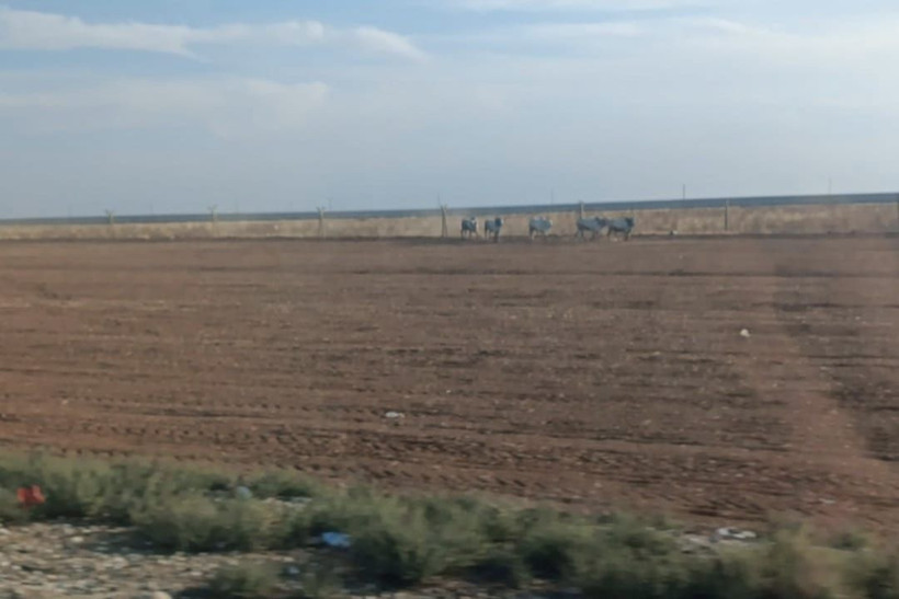 Bariyerlere çarpan TIR’ın dorsesindeki 2 büyükbaş öldü - Resim: 3