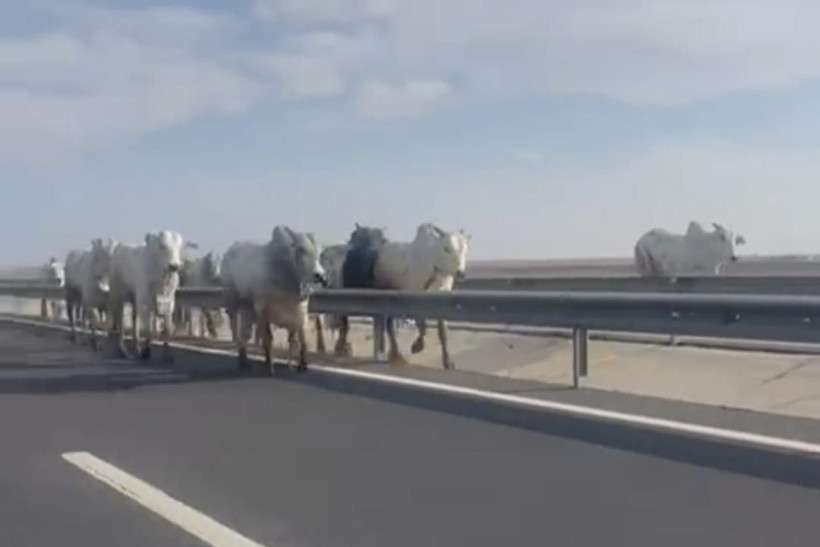 Bariyerlere çarpan TIR’ın dorsesindeki 2 büyükbaş öldü - Resim: 1